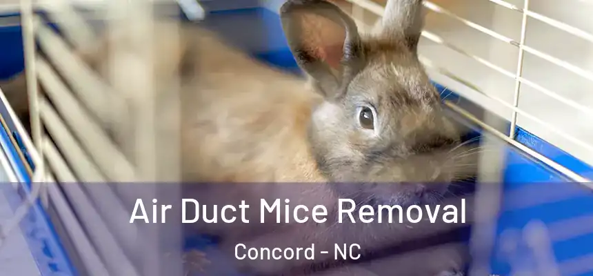  Air Duct Mice Removal Concord - NC